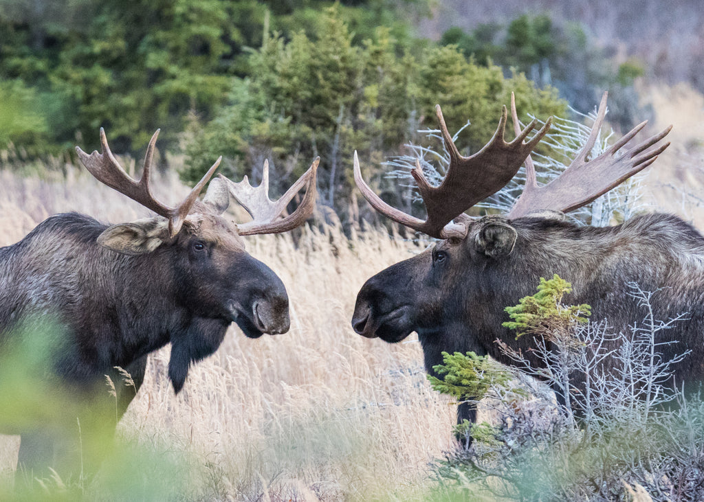 Moose