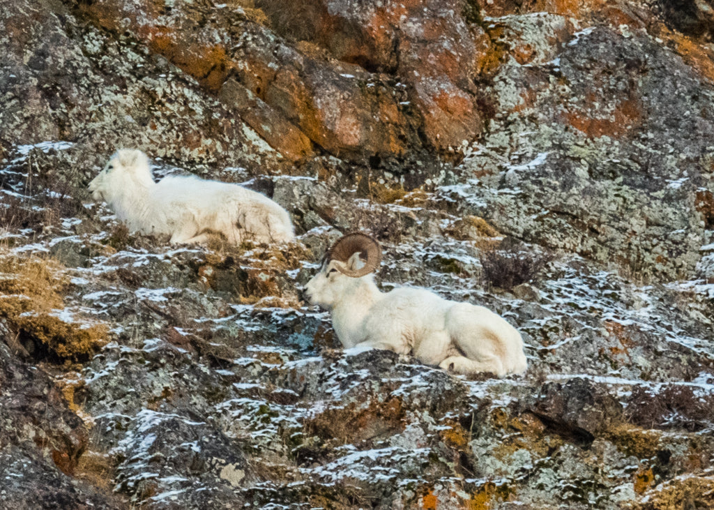 Dall Sheep
