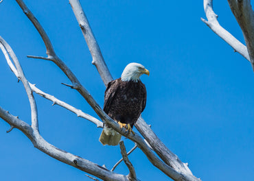 Bald Eagles