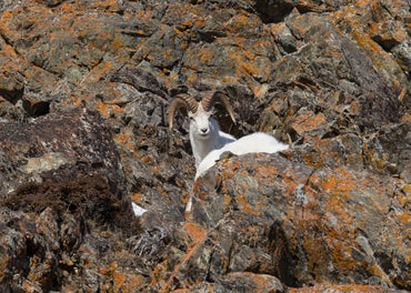 Dall Sheep