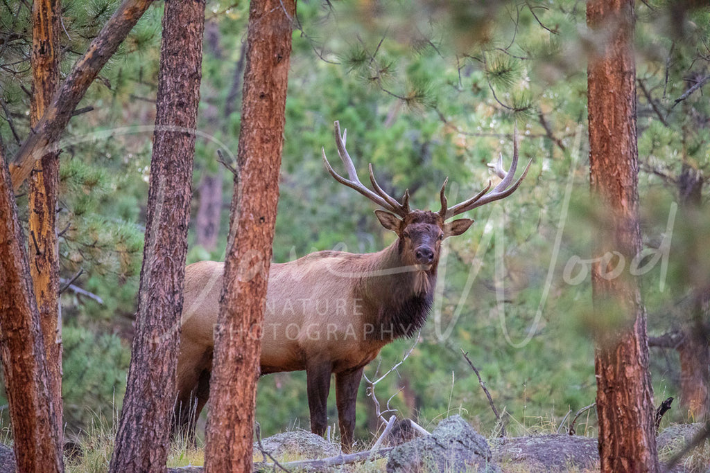 Bull Elk In Pines