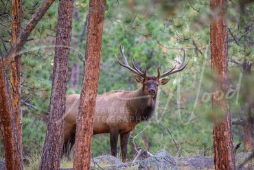 Bull Elk In Pines
