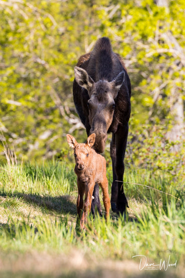 New Born Moose Calf