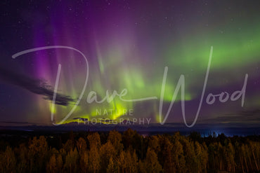 Aurora Highlighting Denali